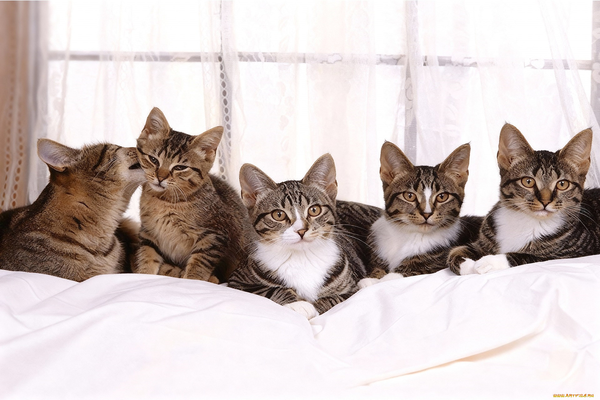 ������, ������������ ������, ���, �����, ������